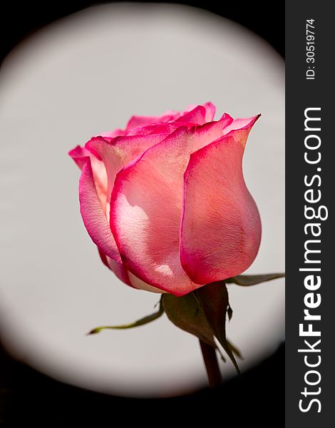 Single pink rose against a white spot light effect