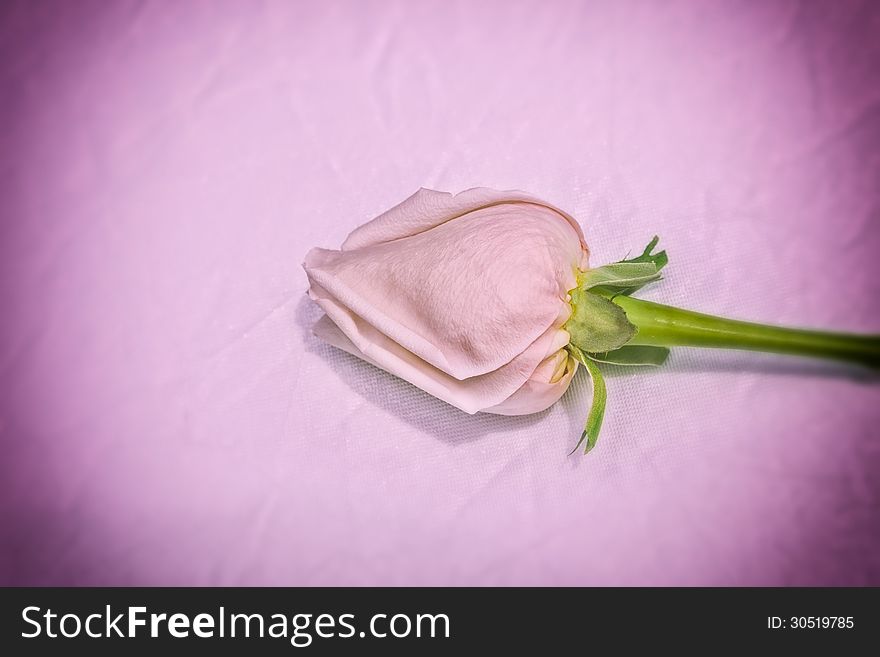 Single pink rose against a pink background