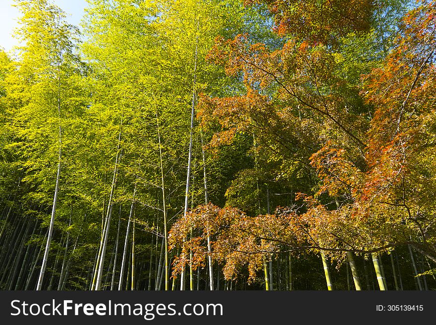 Mesmerizing Arashiyama Bamboo Grove in Autumn