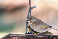 Green Finch On Feeder Royalty Free Stock Photography Green Finch On Feeder Royalty Free Stock Photography