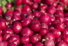 Radish Royalty Free Stock Photography Radish Royalty Free Stock Photography