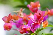 Bougainvillea Flower Stock Photo