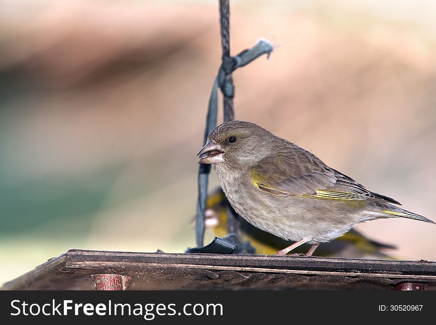 Green Finch On Feeder