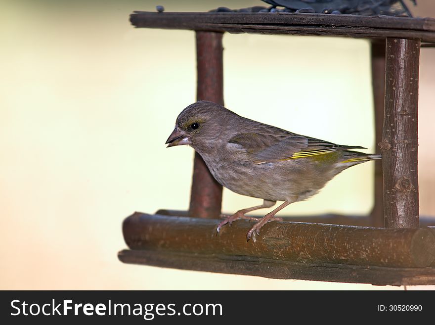 Green-finch in feeder