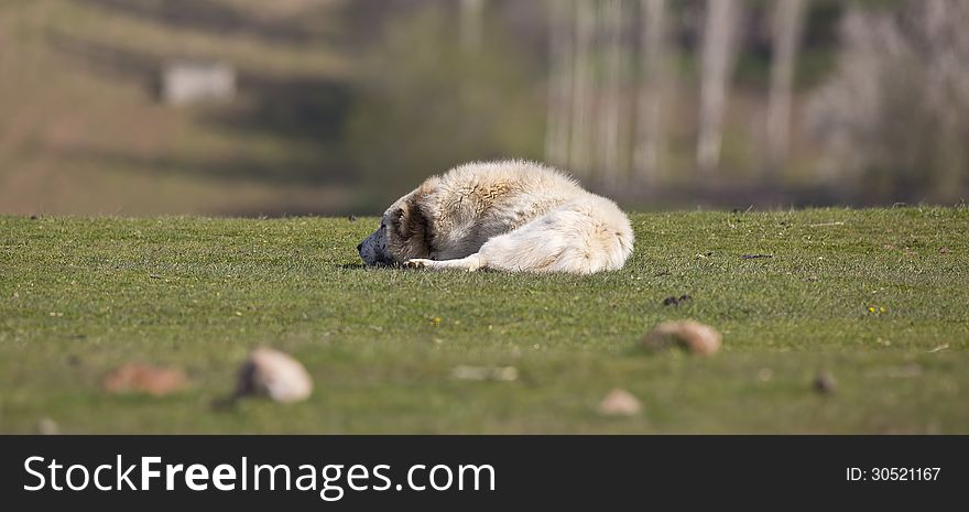 A dog is sleeping on a prairie. A dog is sleeping on a prairie