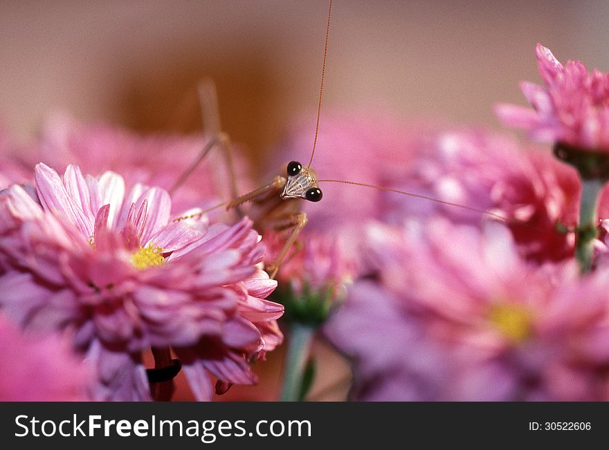 Isolated chinese mantid poised on pink flowers