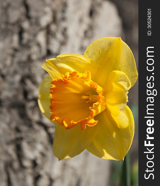 The Narcissus in the garden close-up