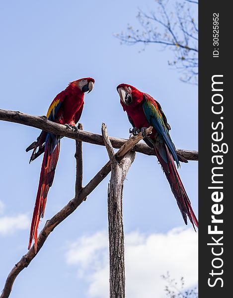 Scarlet Macaws perched together on a sunny day. Scarlet Macaws perched together on a sunny day