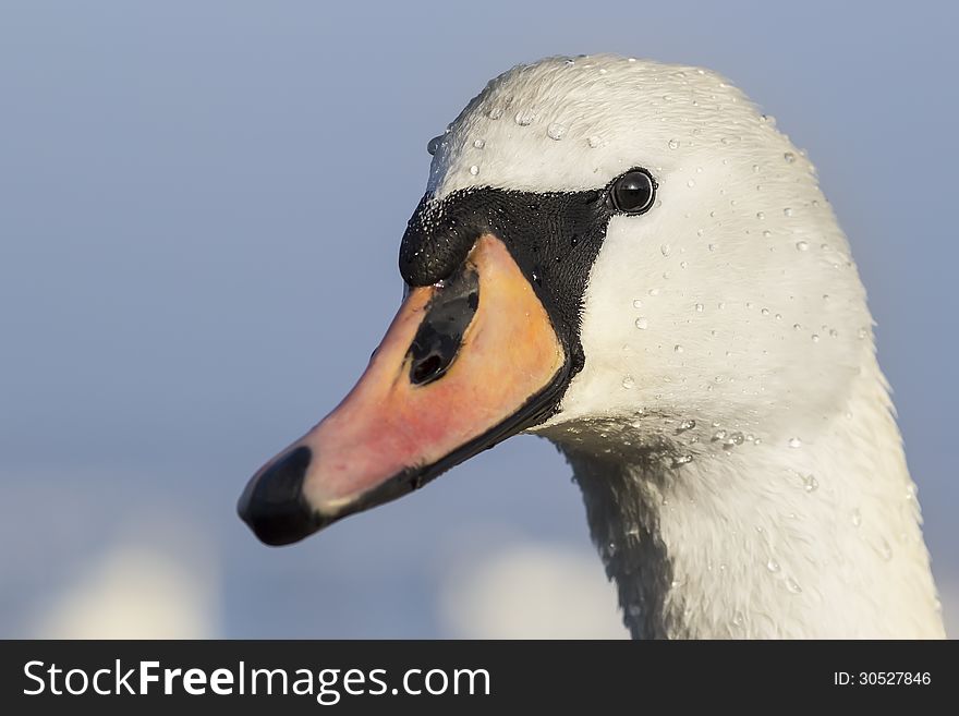 Close up of a beautiful swan