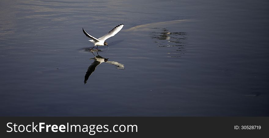 Seagull skimming