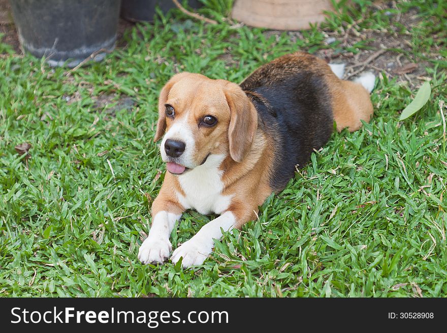 Beagle laying down on yard .