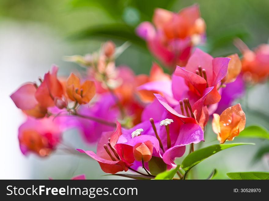 The colorful of Bougainvillea flower.
