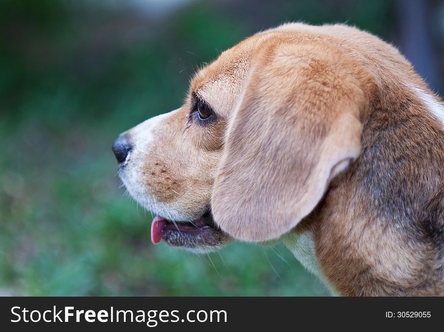 The close up portrait of beagle.