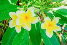 White And Yellow Plumeria, Frangipani, Or Hawaiian Lei Flower With Bokeh Background, In Indonesia. The Oil Has Been Used In Perfum Stock Images