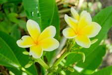 White And Yellow Plumeria, Frangipani, Or Hawaiian Lei Flower With Bokeh Background, In Indonesia. The Oil Has Been Used In Perfum Stock Photography