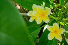 White And Yellow Plumeria, Frangipani, Or Hawaiian Lei Flower With Bokeh Background, In Indonesia. The Oil Has Been Used In Perfum Royalty Free Stock Photography