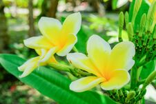 White And Yellow Plumeria, Frangipani, Or Hawaiian Lei Flower With Bokeh Background, In Indonesia. The Oil Has Been Used In Perfum Royalty Free Stock Image