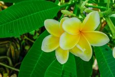 White And Yellow Plumeria, Frangipani, Or Hawaiian Lei Flower With Bokeh Background, In Indonesia. The Oil Has Been Used In Perfum Stock Photo
