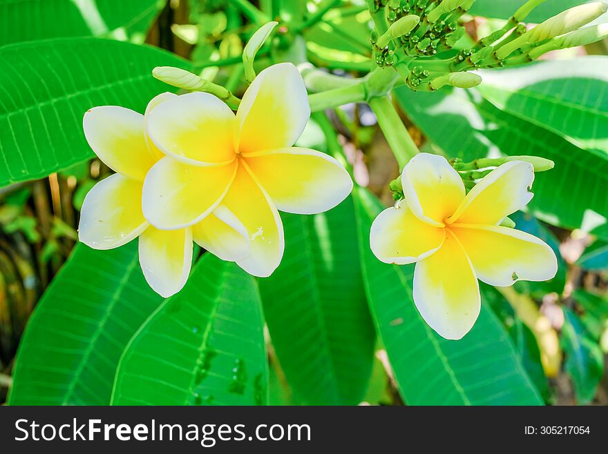 White and yellow Plumeria, Frangipani, or Hawaiian Lei flower with bokeh background, in Indonesia. The oil has been used in perfum
