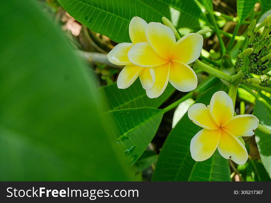 White and yellow Plumeria, Frangipani, or Hawaiian Lei flower with bokeh background, in Indonesia. The oil has been used in perfumery. The flowers are white and yellow