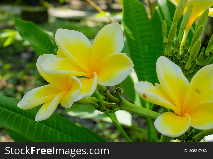 White and yellow Plumeria, Frangipani, or Hawaiian Lei flower with bokeh background, in Indonesia. The oil has been used in perfumery. The flowers are white and yellow