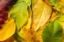 Autumn Leaves Stock Photo Autumn Leaves Stock Photo