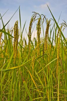 Green Rice Fields Stock Photo Green Rice Fields Stock Photo