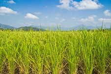 Green Rice Grow  In Farm Royalty Free Stock Images