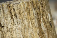 Closeup Shot Of Petrified Wood Stock Photos Closeup Shot Of Petrified Wood Stock Photos