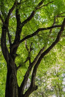 A Big Tree Royalty Free Stock Images A Big Tree Royalty Free Stock Images