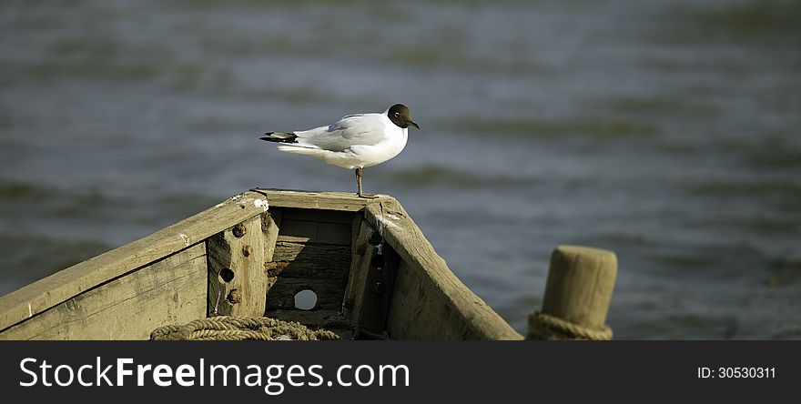 A seagull took its perch on the bow of a boat. A seagull took its perch on the bow of a boat.