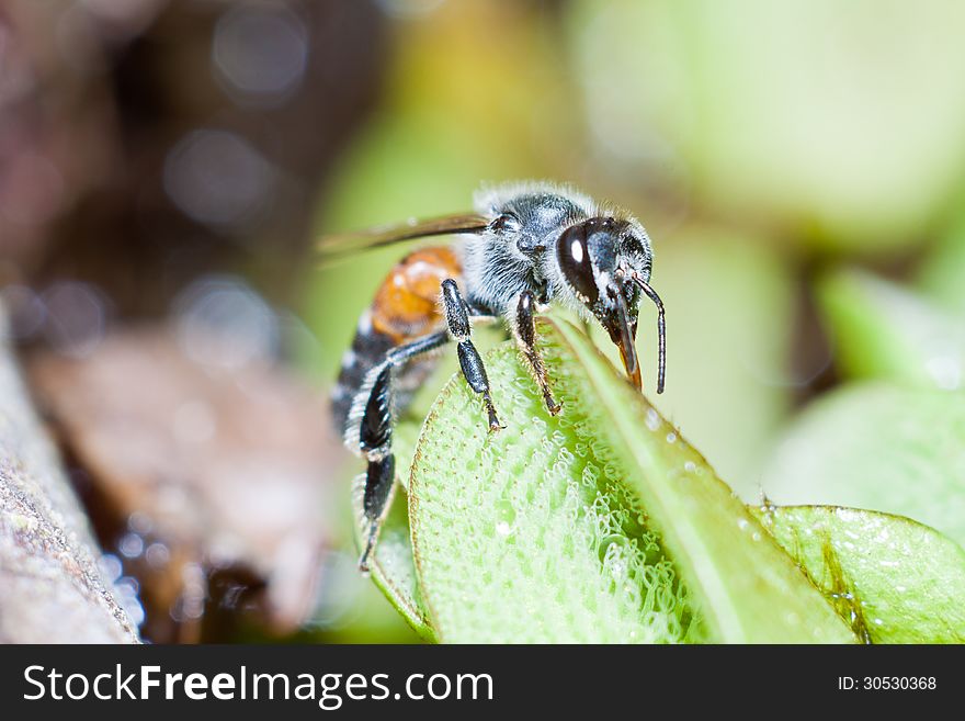 A bee is finding sweet from pollen. A bee is finding sweet from pollen