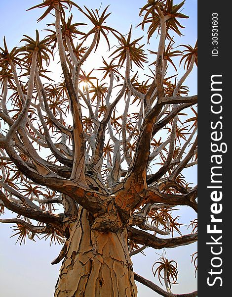 Quiver tree in Keetmanshoop, namibia