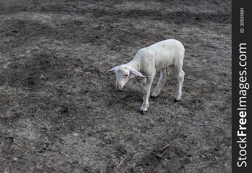 Domestic sweet white lamb on ground without grass