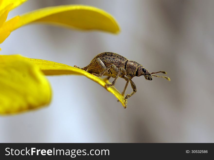 The weevil sits on a petal of a spring flower. The weevil sits on a petal of a spring flower