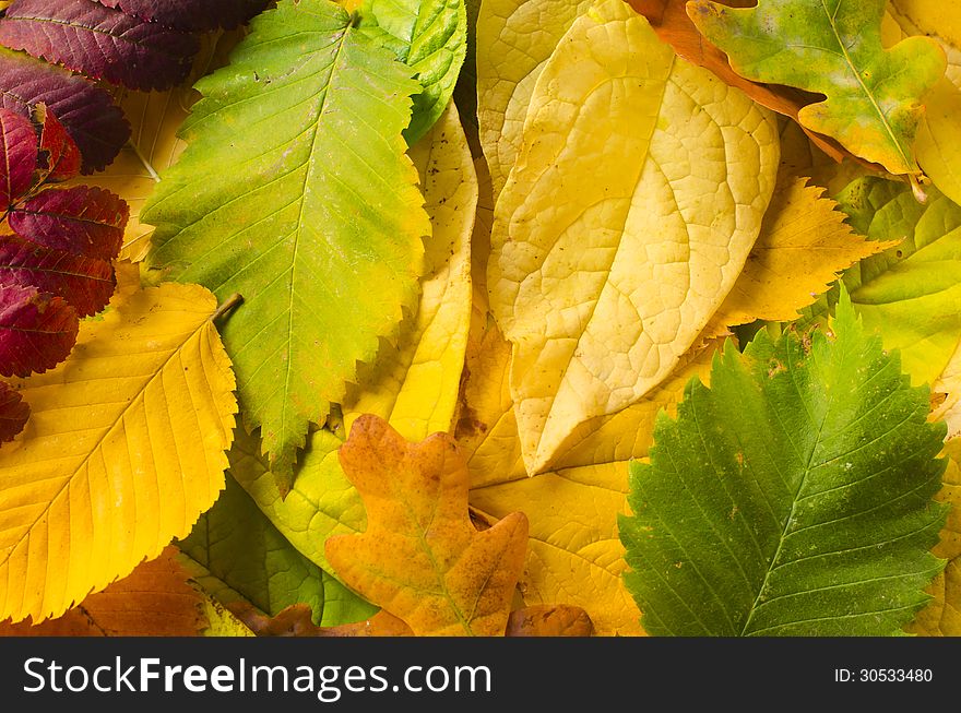 Fall leaves for an autumn background. Fall leaves for an autumn background