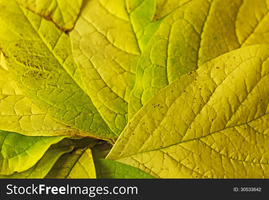 Background from autumn leaves close up