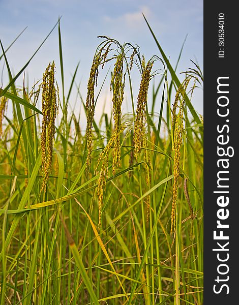 Green Rice Fields