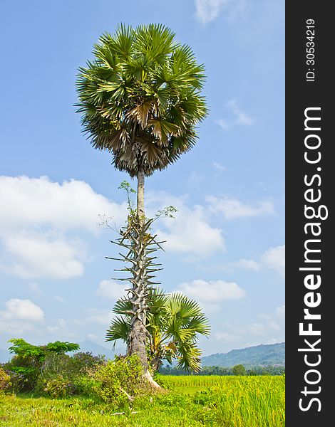 Sugar palm tree in paddy farm rice on blue sky. Sugar palm tree in paddy farm rice on blue sky