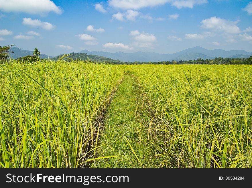View of green paddy rice plant on blue sky cloudy background. View of green paddy rice plant on blue sky cloudy background.