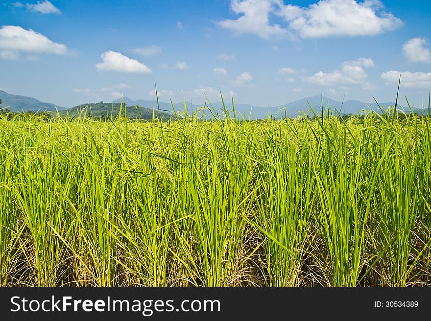 View of green paddy rice plant on blue sky cloudy background. View of green paddy rice plant on blue sky cloudy background.