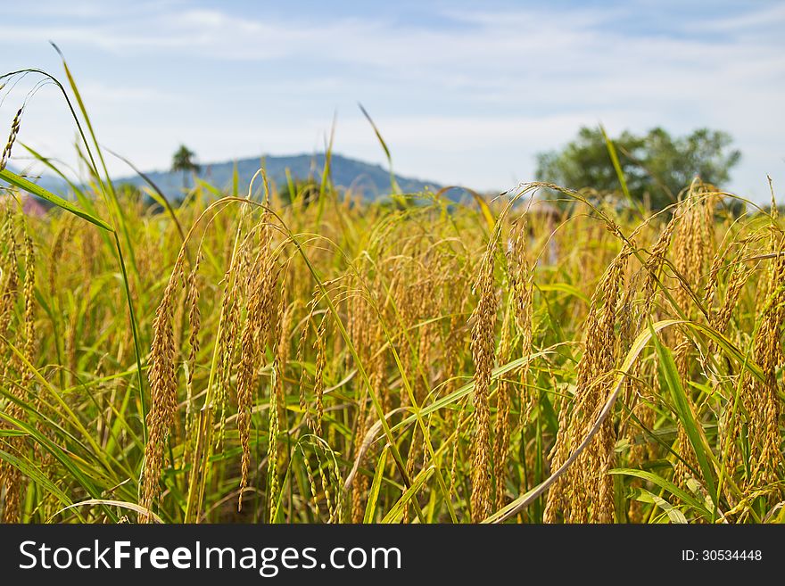 View of yellow paddy rice plant on blue sky cloudy background. View of yellow paddy rice plant on blue sky cloudy background