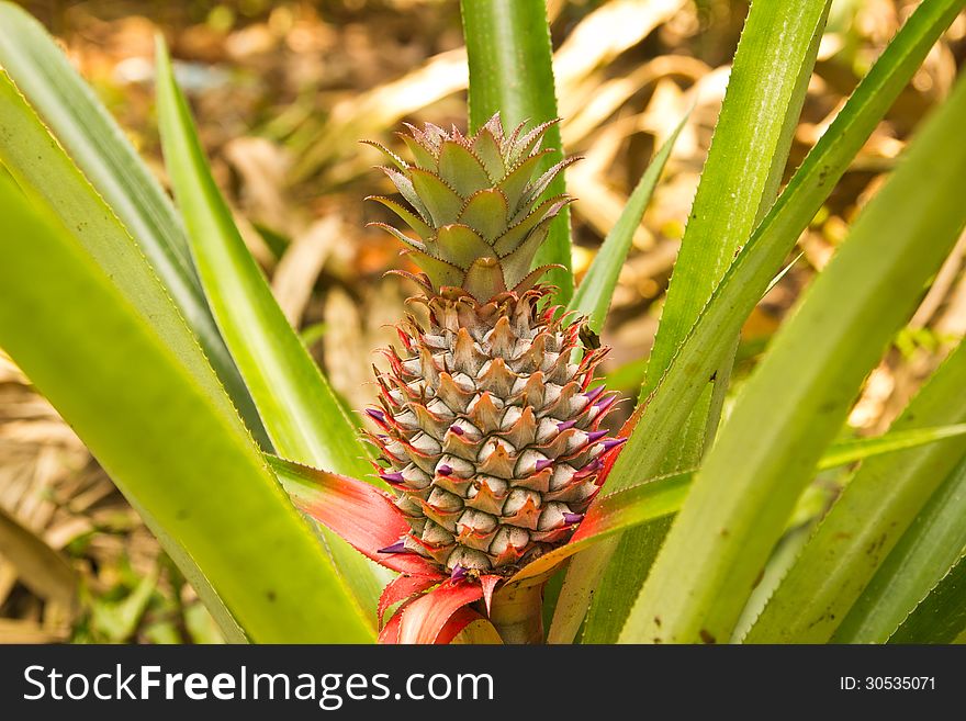 Fresh tropical pineapple on the tree in farm ,thailand. Fresh tropical pineapple on the tree in farm ,thailand