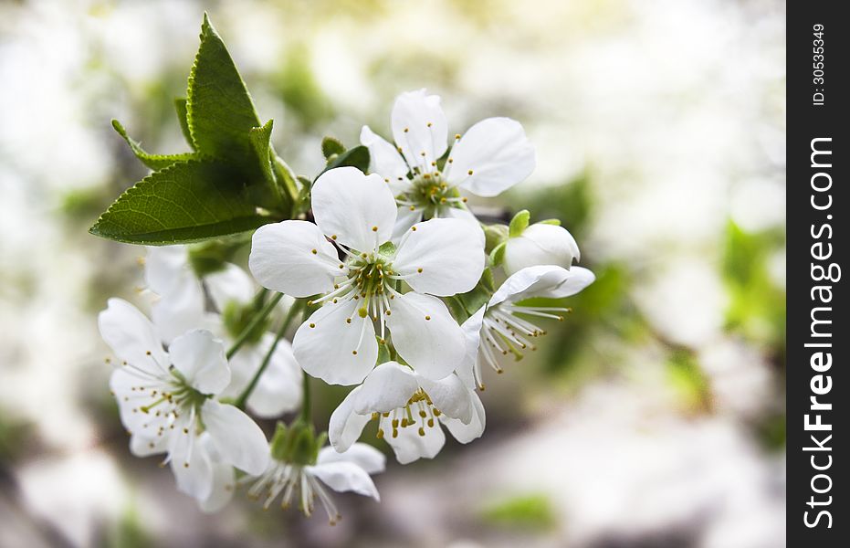 New image of cherry flowers with green leafs can use like seasonal decoration