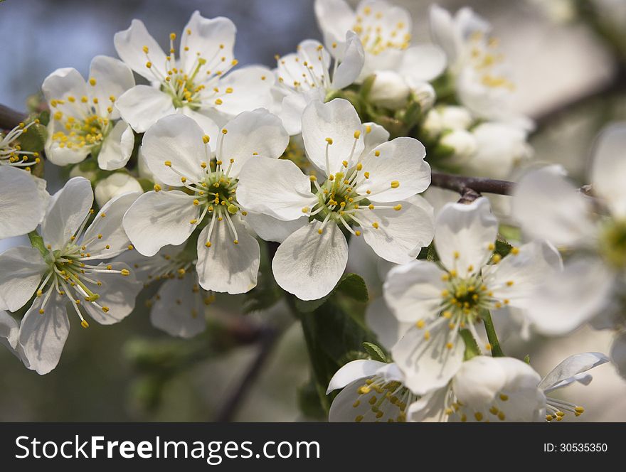 New image of cherry flowers can use like spring design. New image of cherry flowers can use like spring design