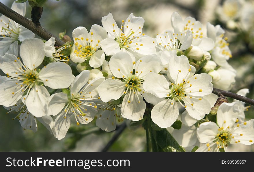 New branch of cherry with white flowers can use like symbol of season. New branch of cherry with white flowers can use like symbol of season