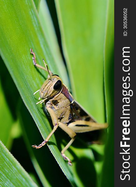 Close up of big grass hopper on yucca palm leaf