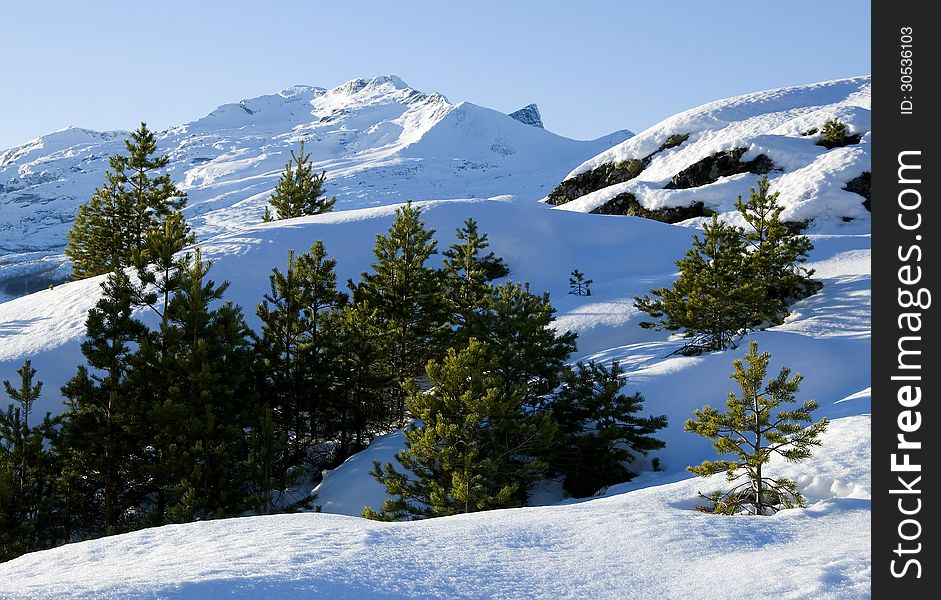 Pinaceae And Shade On Mountain