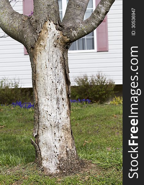 A 7 year old maple tree that was damaged by Apple Borers. Insect damage has caused the loss of bark that will eventually kill the tree. A 7 year old maple tree that was damaged by Apple Borers. Insect damage has caused the loss of bark that will eventually kill the tree.