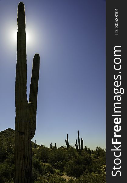 Saguaro Cactus Silhouette taken in the Tonto National Forest outside of Phoenix Az.